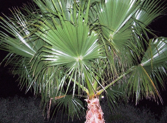 2007_1004_Italie0171.JPG - Our Resort Palmtree by Midnight!