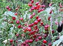 2007_1005_Italie0194
