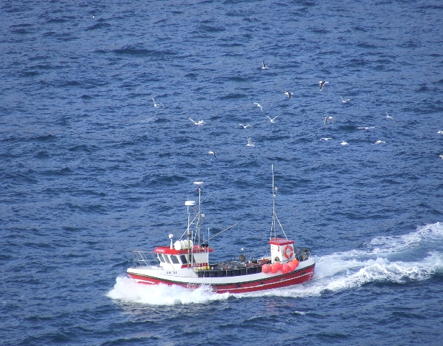2008_0409_Org_Faroer0230.JPG - Seagulls Allways Travel With The Fisherman