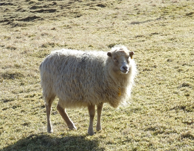2008_0409_Org_Faroer0260.JPG - Faroer Sheep