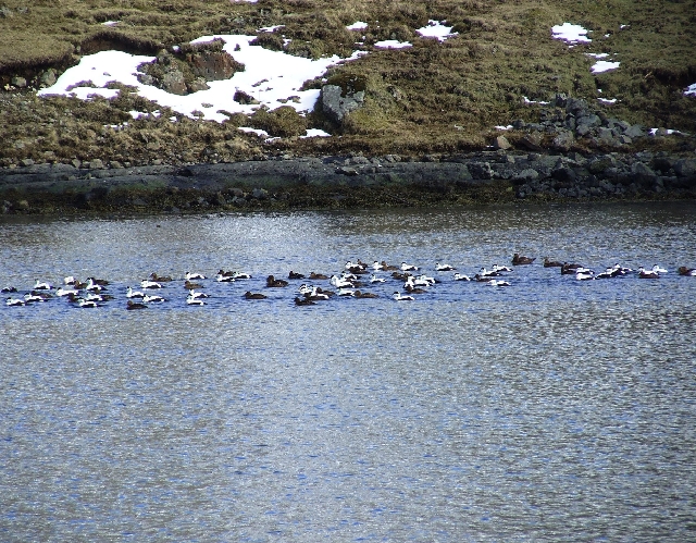 2008_0409_Org_Faroer0277.JPG - Ducks Waiting For Better Weather