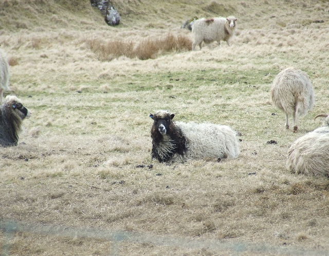 2008_0410_Org_Faroer0028.JPG - More Sheep