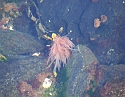 2008_0409_Org_Faroer0279