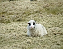 2008_0410_Org_Faroer0030
