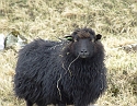 2008_0410_Org_Faroer0039