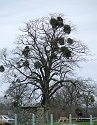 2008_0323_Calvados0008