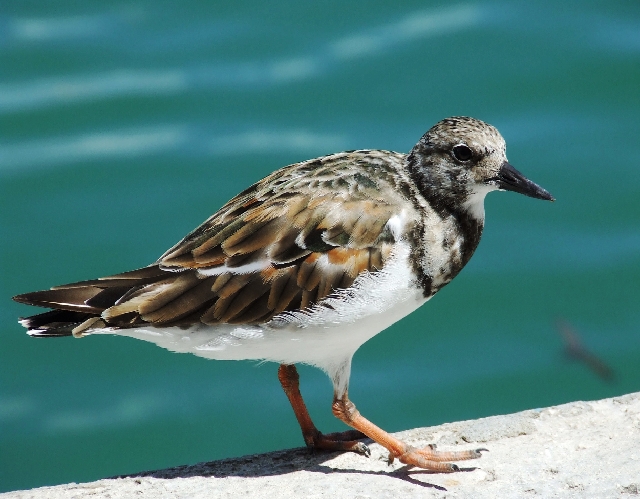 2008_09210019.JPG - Harbour Bird
