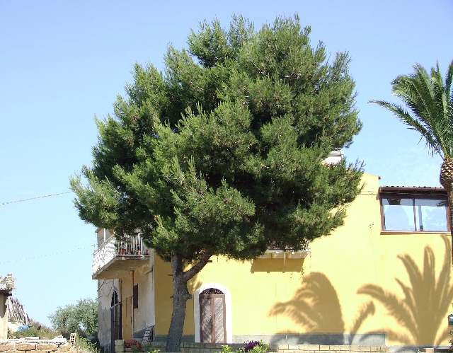 2008_06170057.JPG - Typical Mediterian Tree