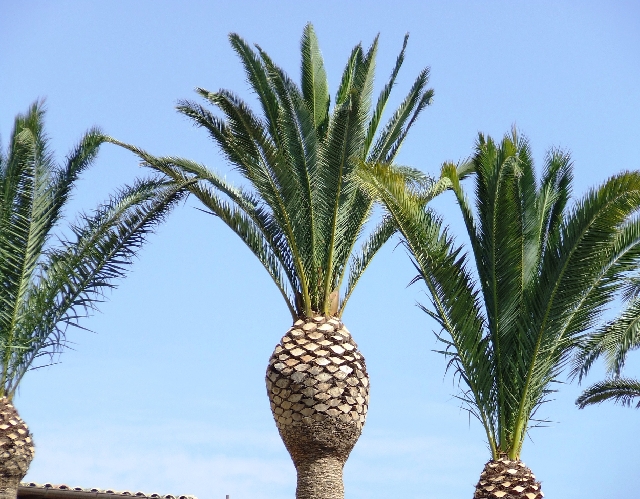 2008_06170059.JPG - Beautiful Palmtrees