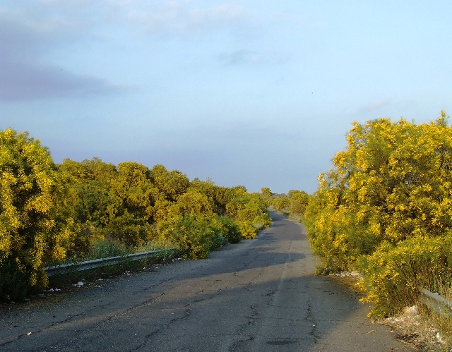 2008_06200175.JPG - Yellow Everwhere