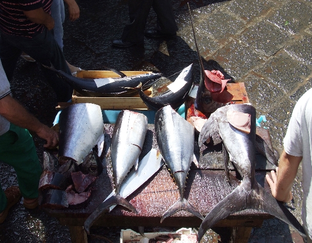 2008_06200202.JPG - Tuna in Peaces