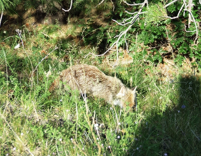 2008_06210316.JPG - A Small Fox