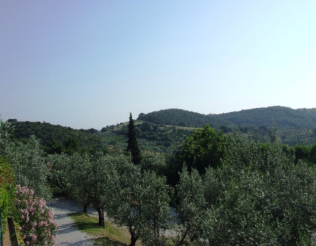 2008_06280450.JPG - Different Levels With olivetrees