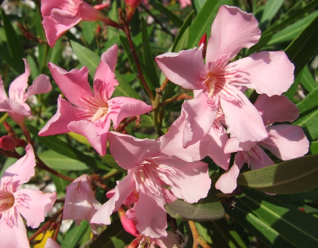 2008_06280462.JPG - Pink......