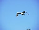 2008_06170038