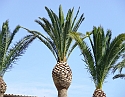 2008_06170059