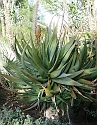 2008_06170125