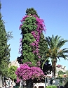 2008_06200274
