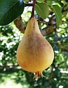 2008_06230388