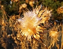2008_06230437
