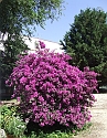 2008_06240460