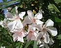 2008_06280461