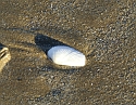 2008_0210Normandie0022