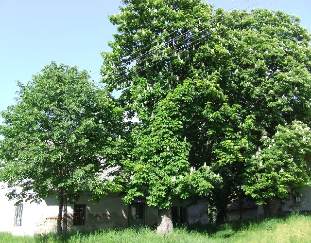 2008_0503_thuis0055.JPG - Massive Tree's Before the Fourth Farm