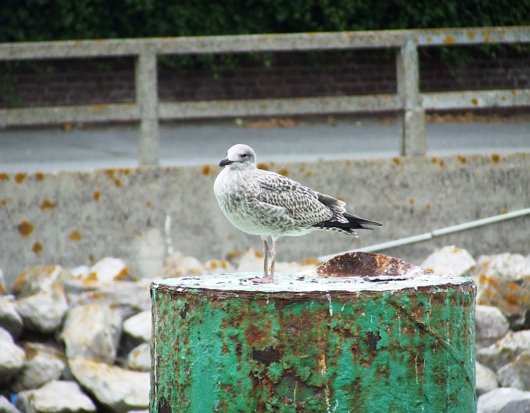 2009_08070008.JPG - Young Seagull