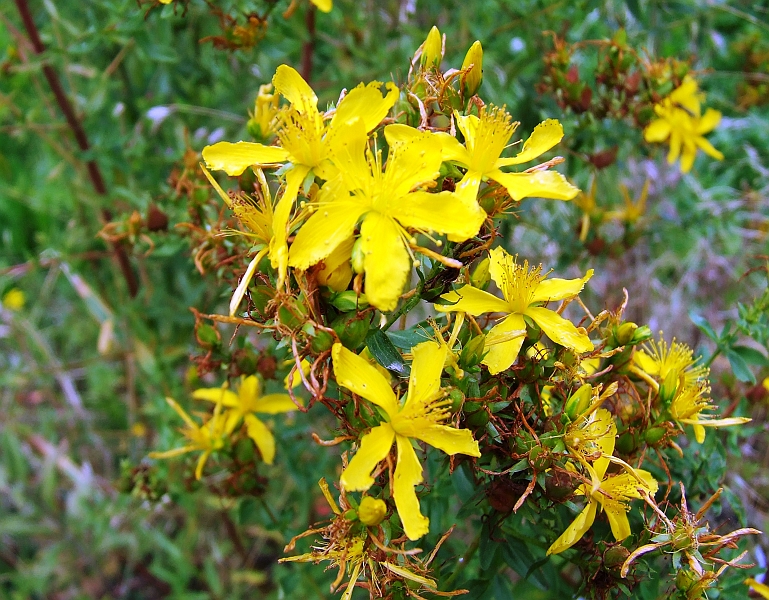 2009_08080063.JPG - Something Yellow