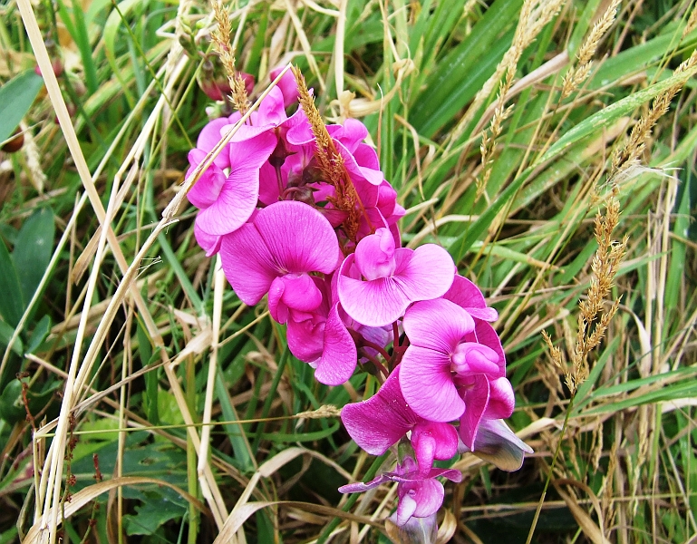 2009_08080081.JPG - More Purple