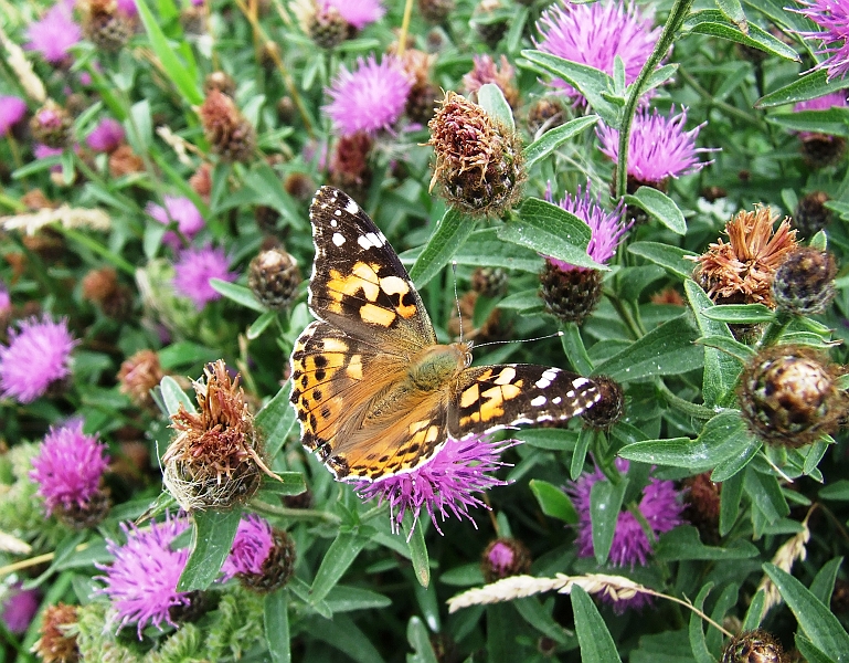 2009_08080087.JPG - Butterfly