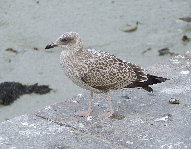 2009_08080187.JPG - Brutal Seagull