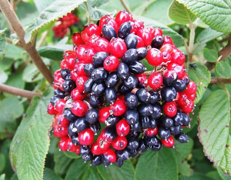 2009_08100026.JPG - ToTone Fruit