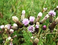 2009_08080076