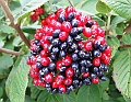 2009_08100026