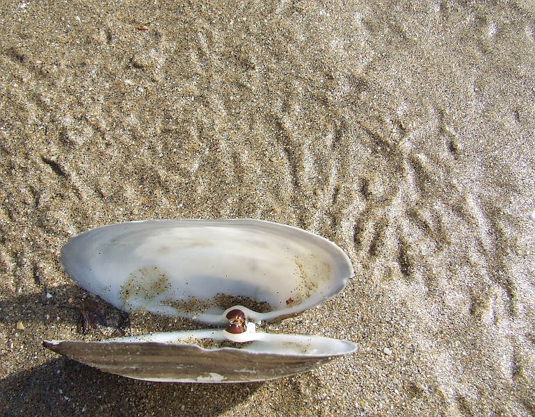 2009_0311_Normandie_Maart0050.JPG - SeaShell