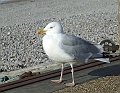 2009_0311_Normandie_Maart0035