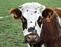 2009_0311_Normandie_Maart0080