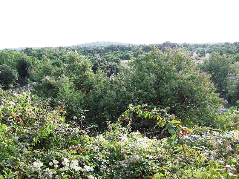 2009_0926_croatie0096.JPG - The Vegetation on Cres