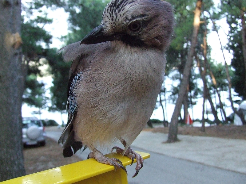 2009_0926_croatie0110.JPG - Loves to Pose!