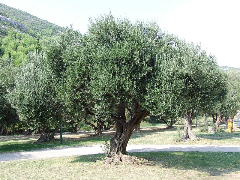 2009_0929_croatie0041.JPG - Old Olivetree
