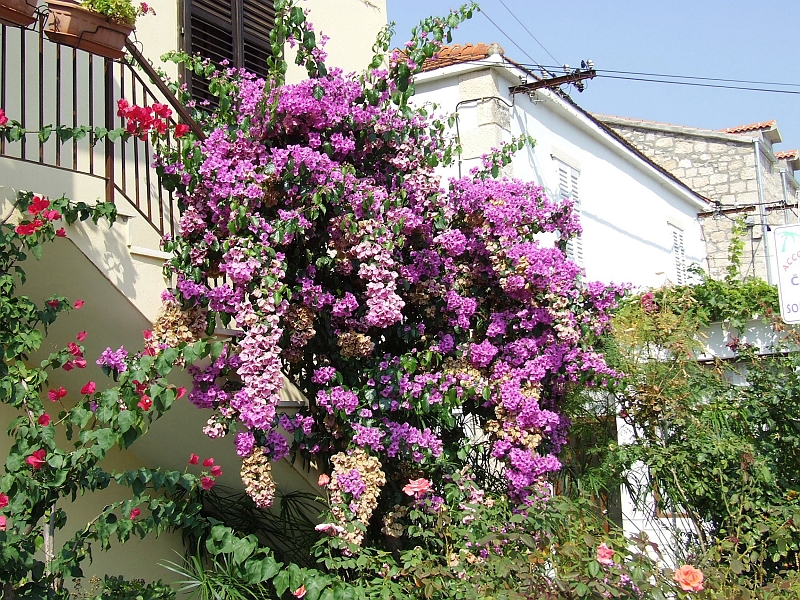 2009_0929_croatie0062.JPG - Purple Beauty