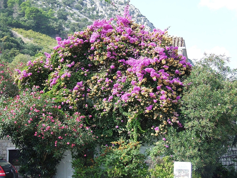 2009_0929_croatie0072.JPG - Nice Colors in the after Season
