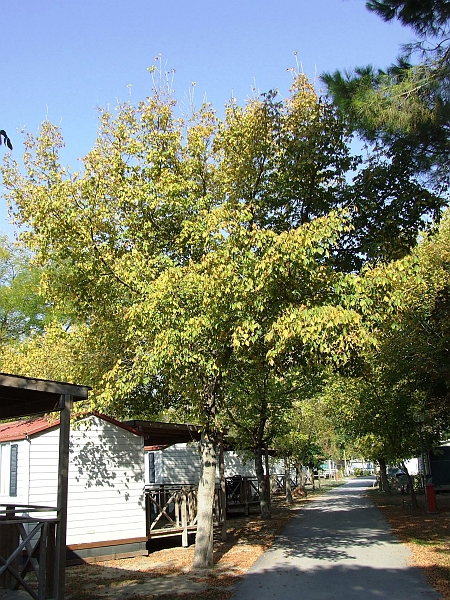 2009_1005_croatie0063.JPG - 25 Degrees but the Trees are losing the Leafs