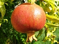 2009_0929_croatie0064