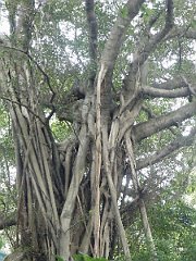 DSCF5564