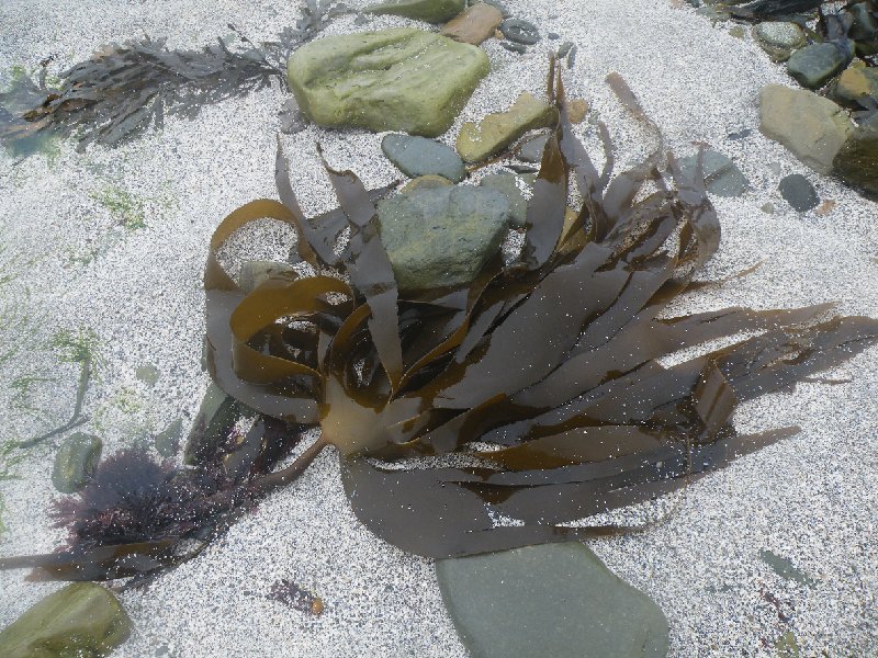 DSCF4265.JPG - Seaplant in Close-up