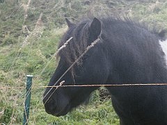 DSCF4245