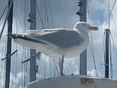 DSCF5169